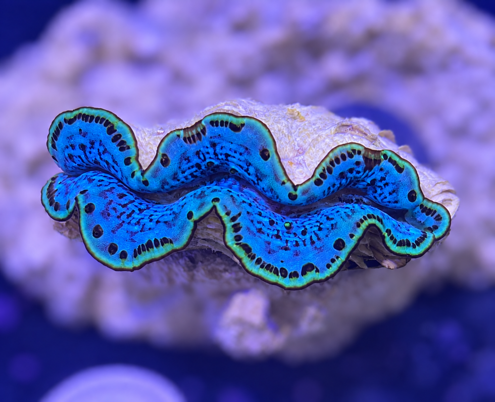 FMC Tridacna maxima