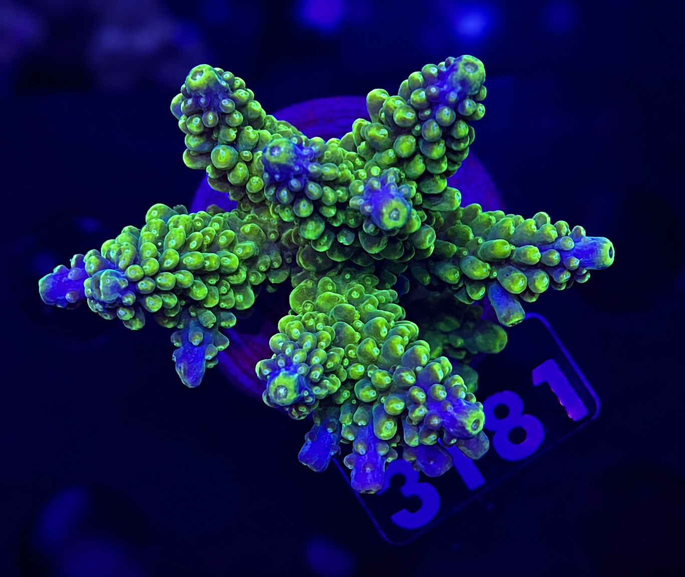 FMC Acropora cerealis