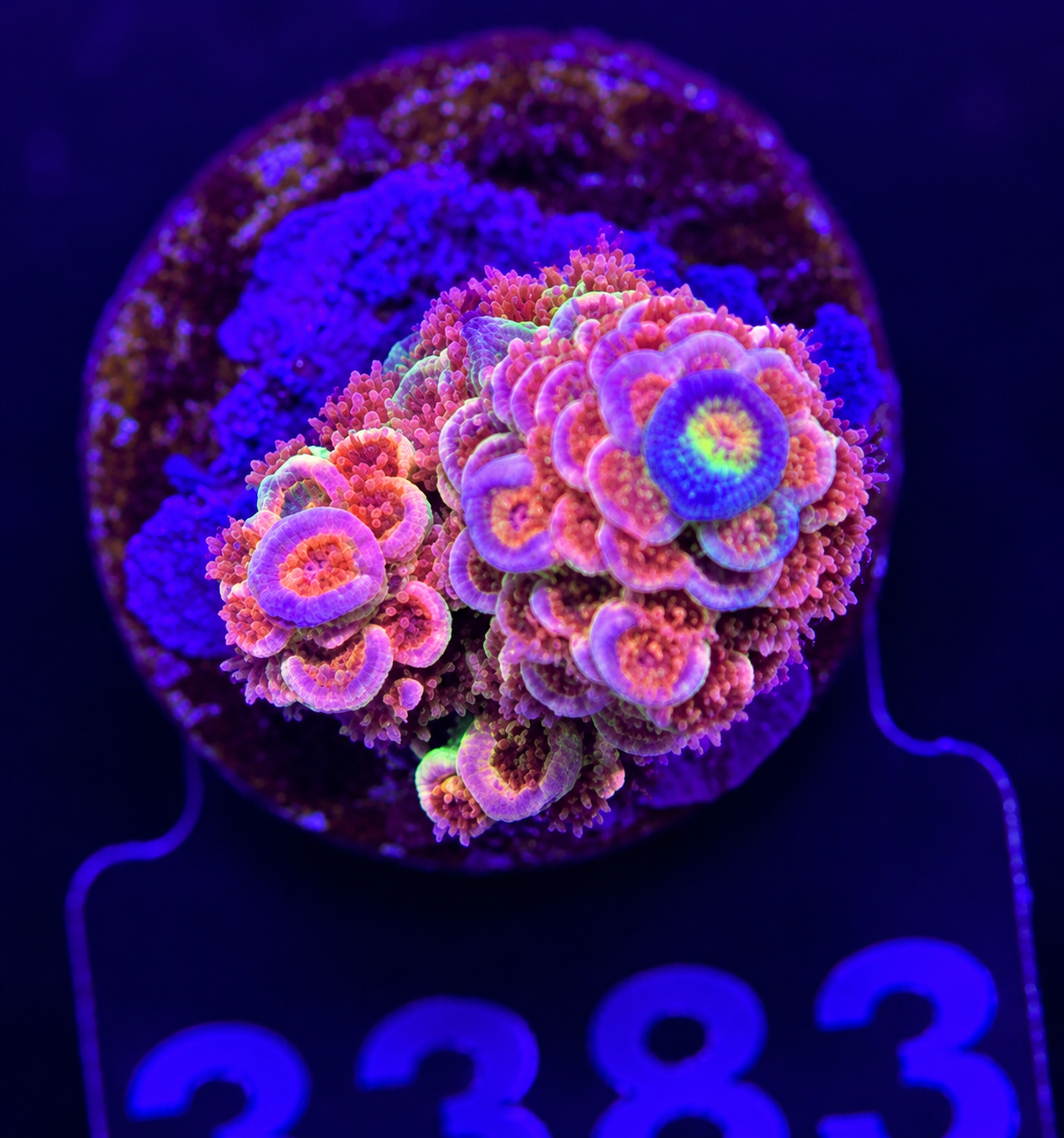 FMC Acropora tenuis Pink rainbow