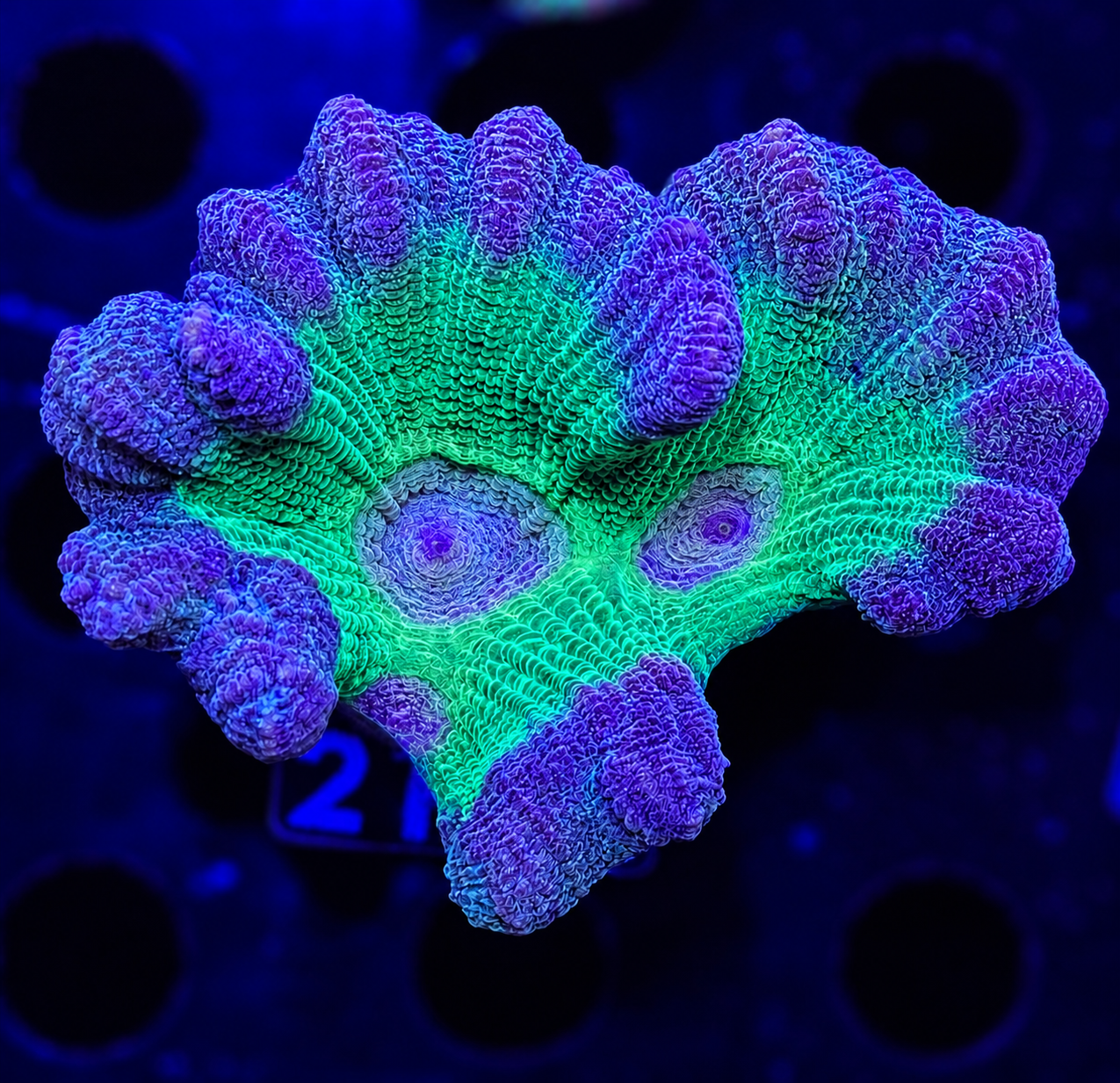 FMC Pectinia alcicornis Kammkoralle