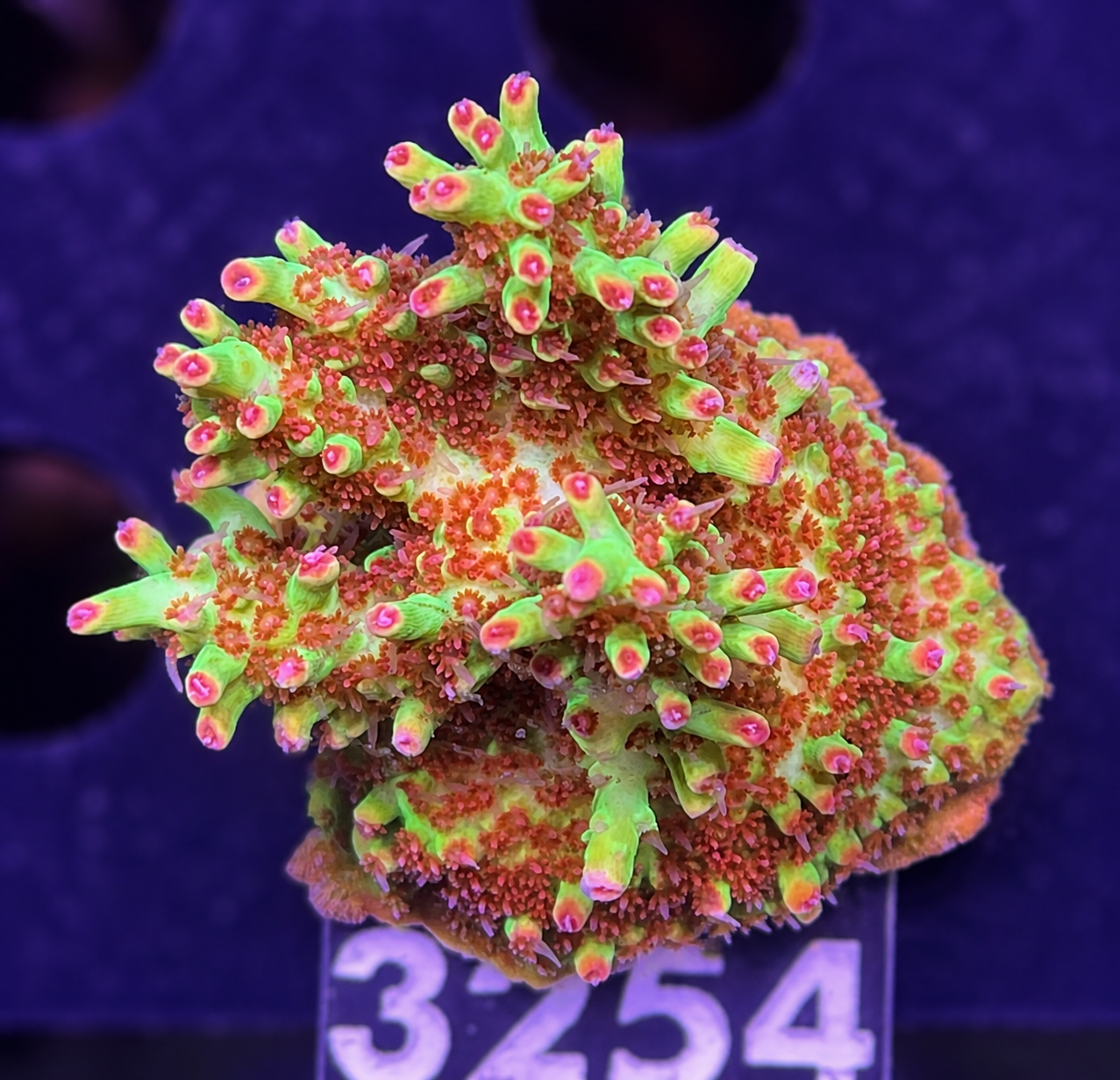 FMC Acropora microclados Strawberry Shortcake