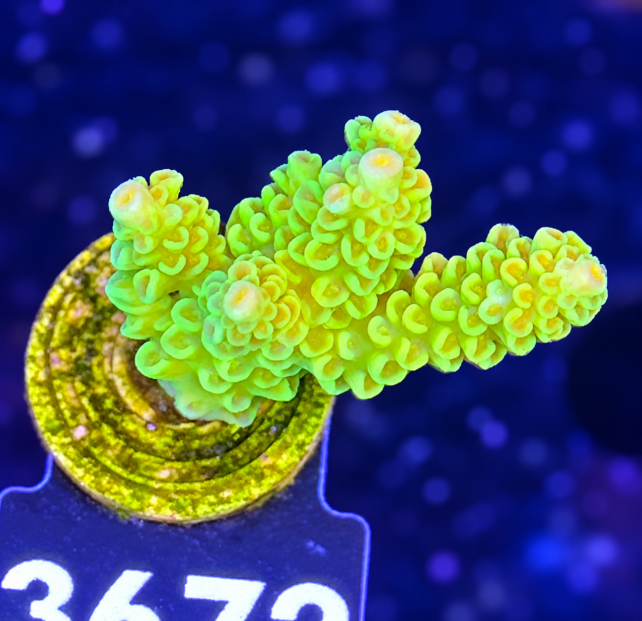 FMC Acropora tenuis Yellow Shine