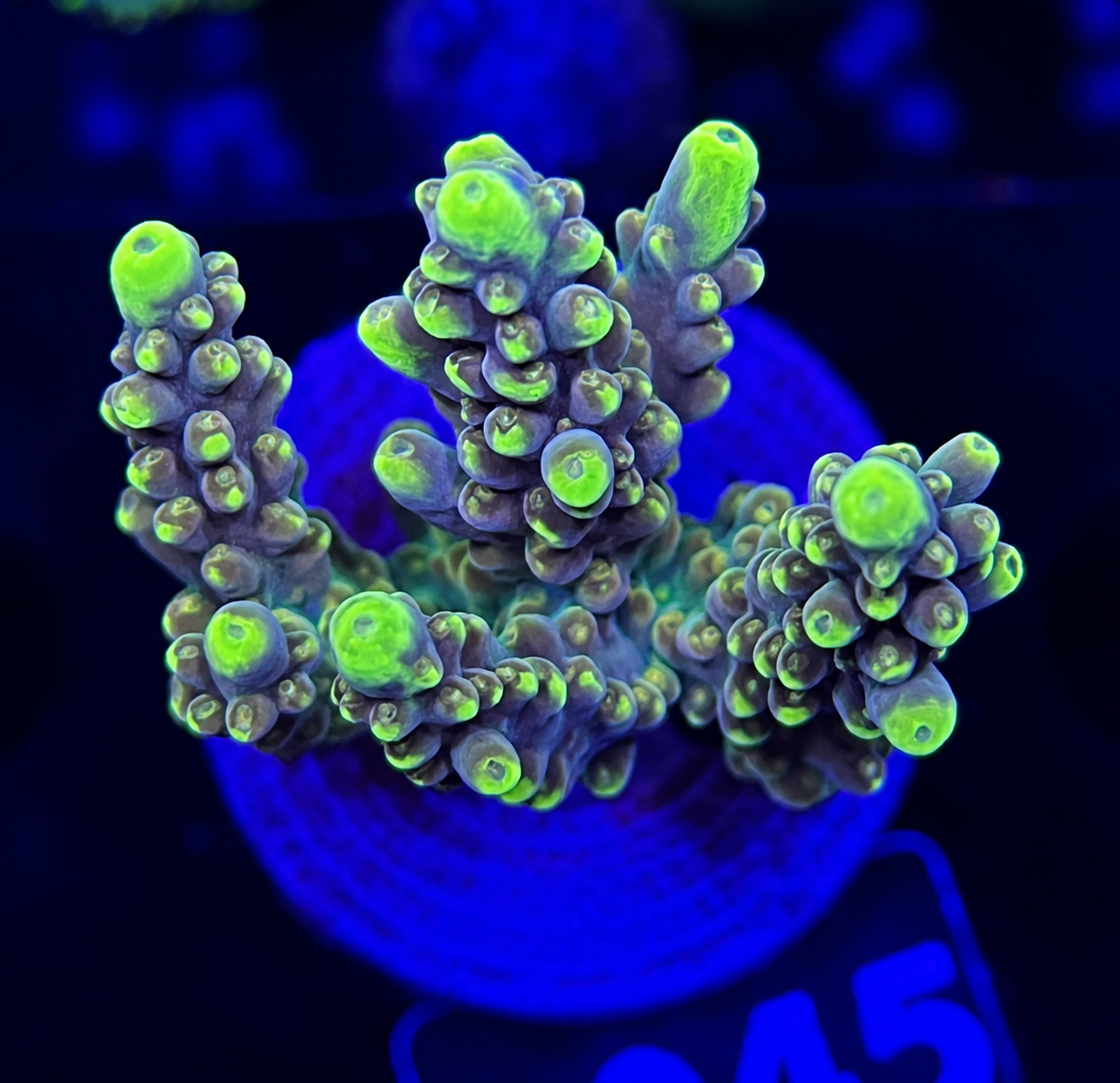 FMC Acropora Latistella