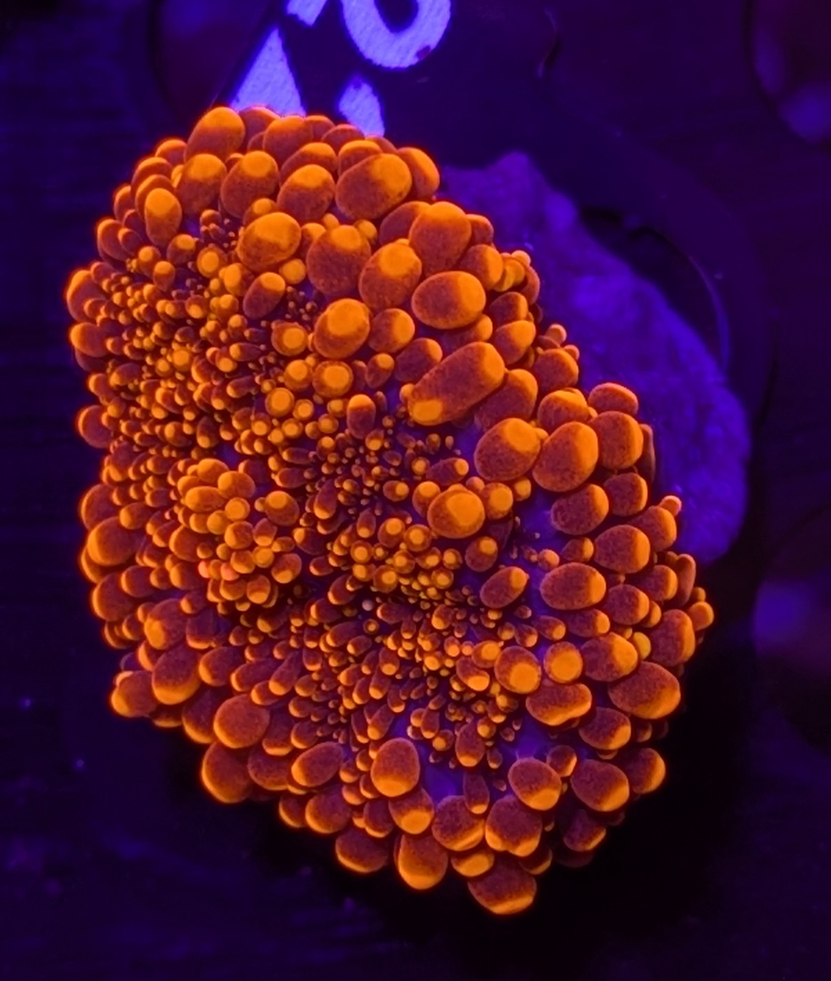 FMC Ricordea Yuma Godzilla Bounce