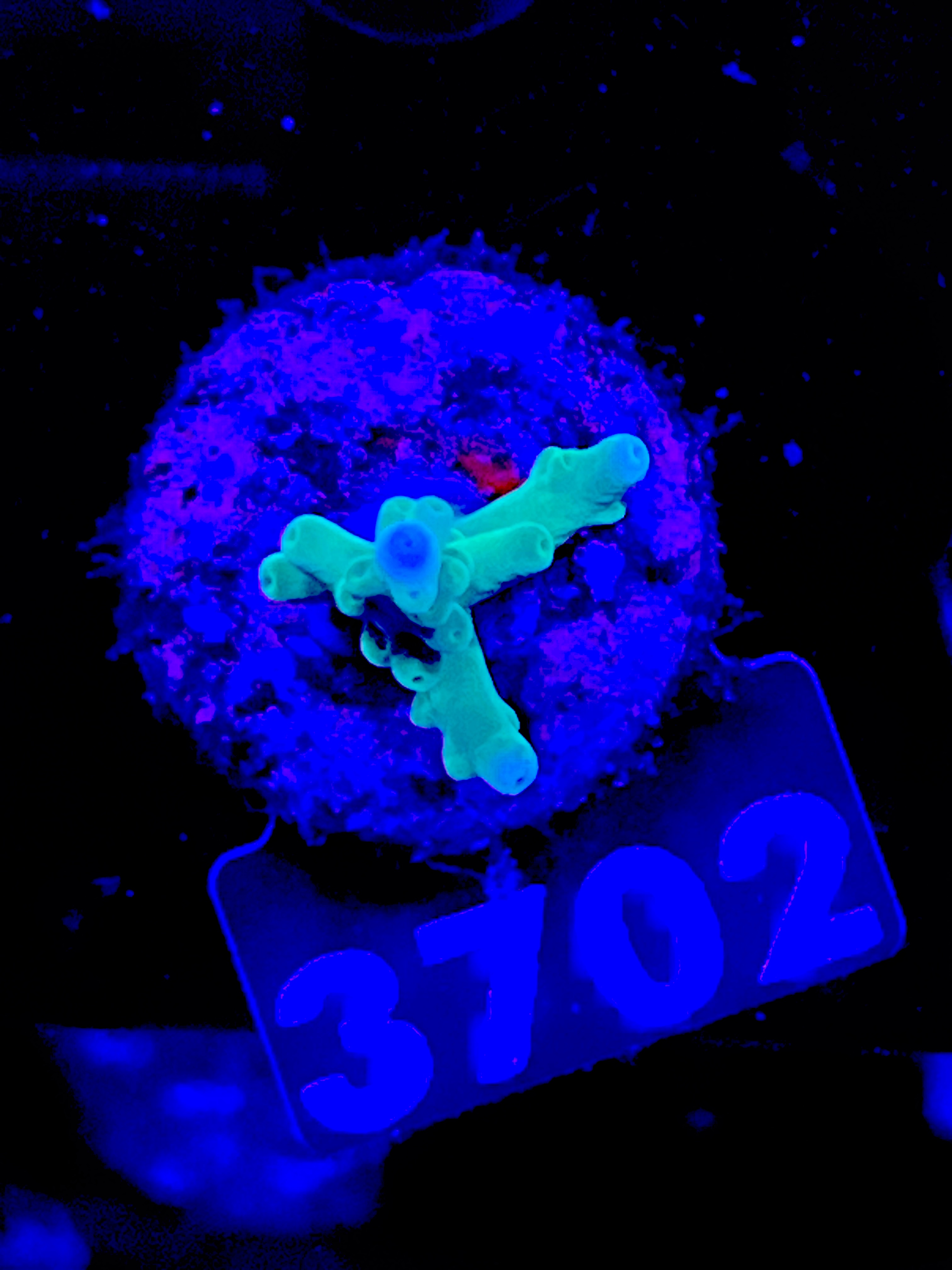 FMC Acropora echinata