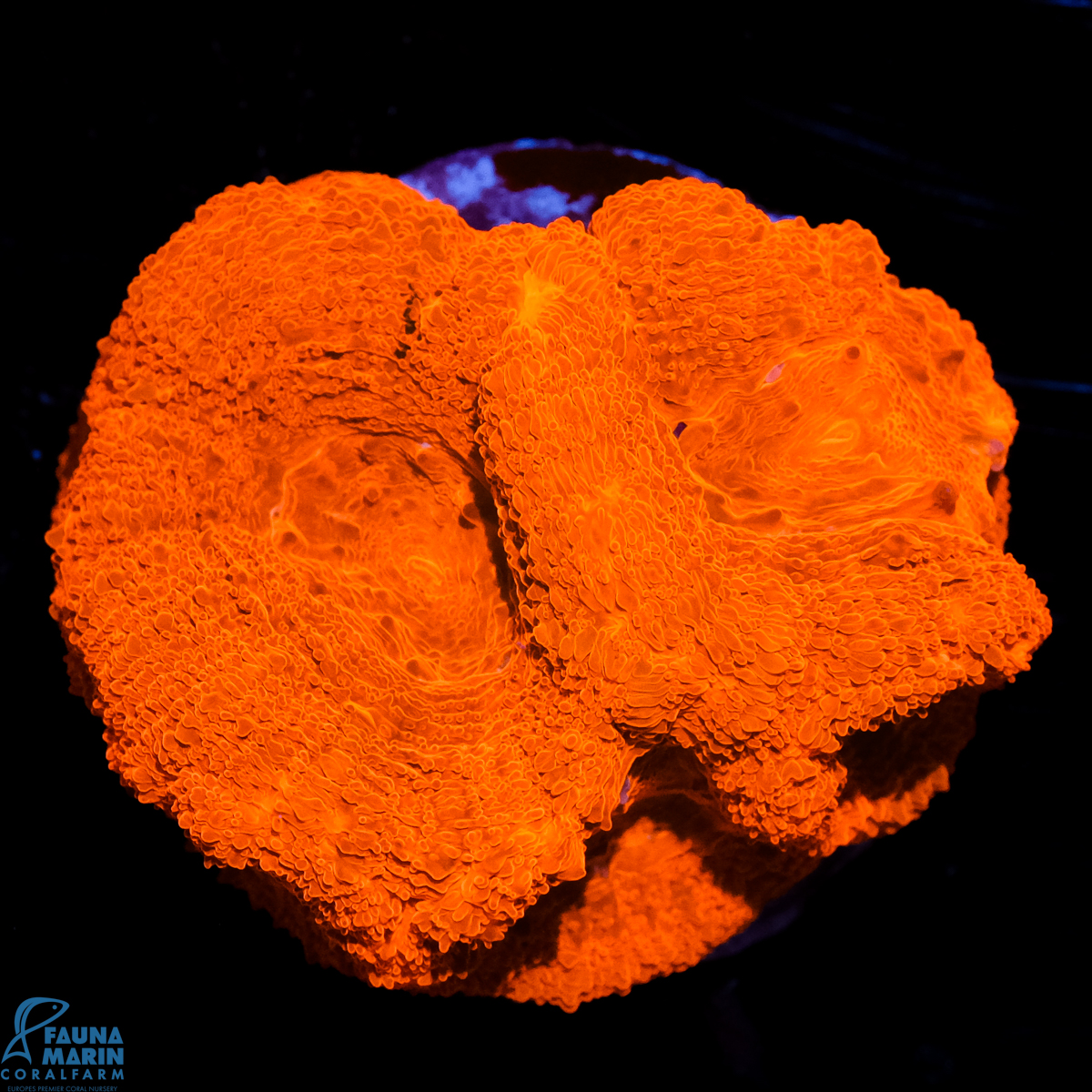 FMC Acanthastrea bowerbanki Red