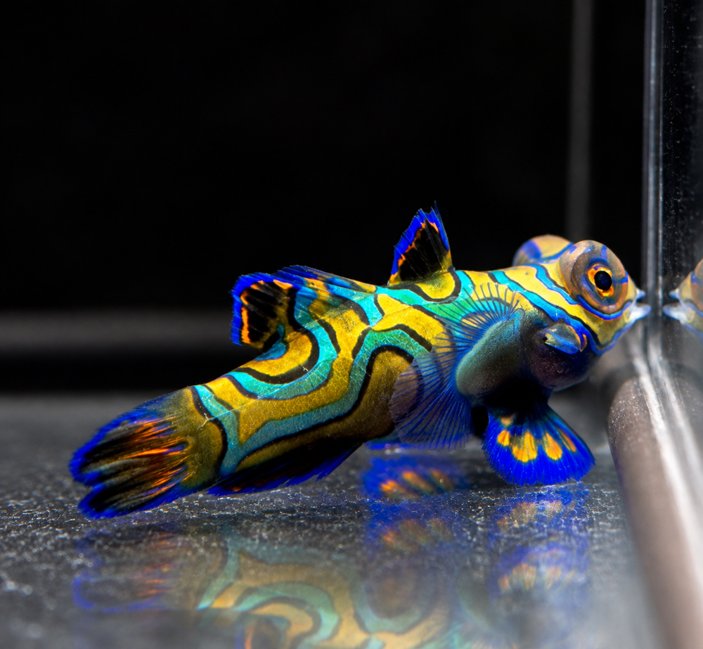 Synchiropus splendidus - Mandarinfisch NZ