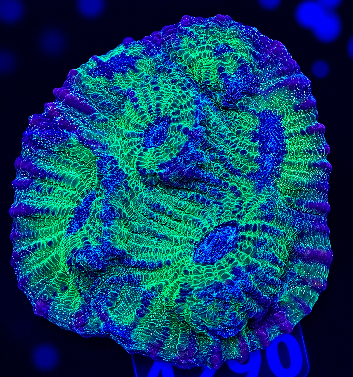 FMC Chalice mycedium Blue Eyes V