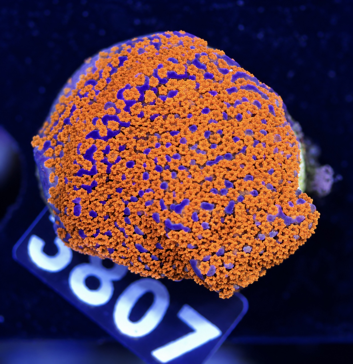FMC Montipora Supergirl