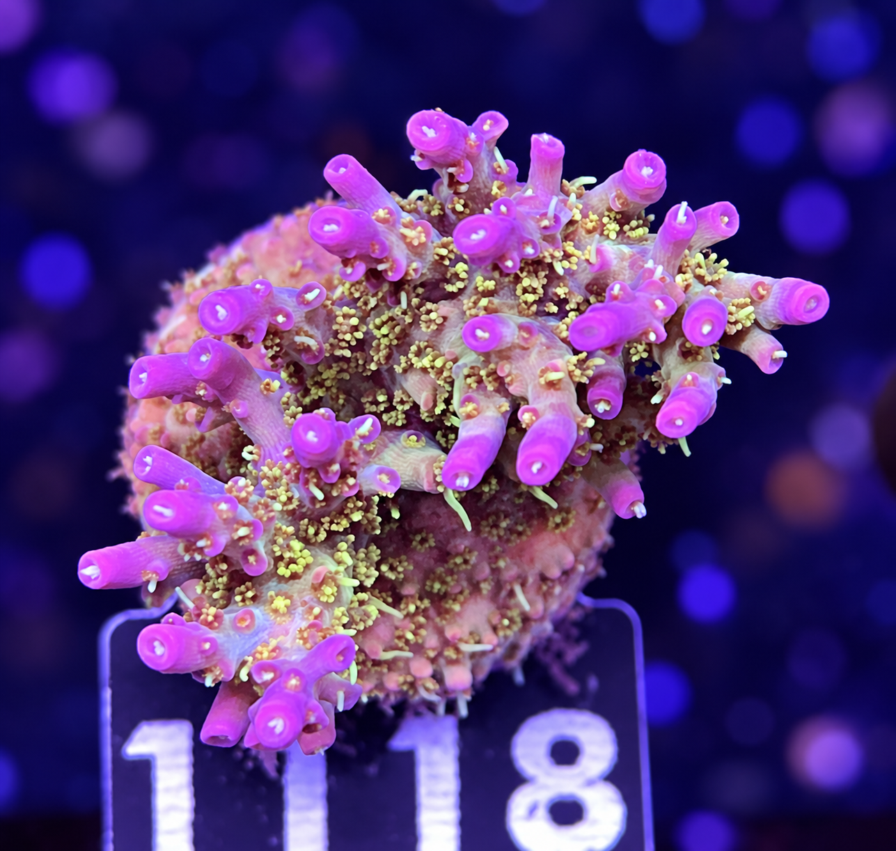 FMC Acropora vividis Pinky the bear