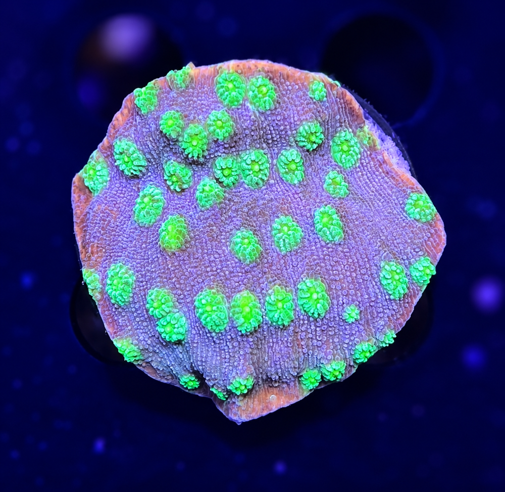 FMC Echinopora lamellosa Hollywood Stunner+ Coral Mount