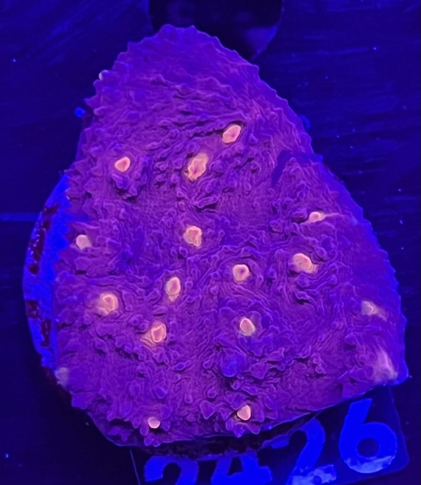 FMC Chalice red/orange V