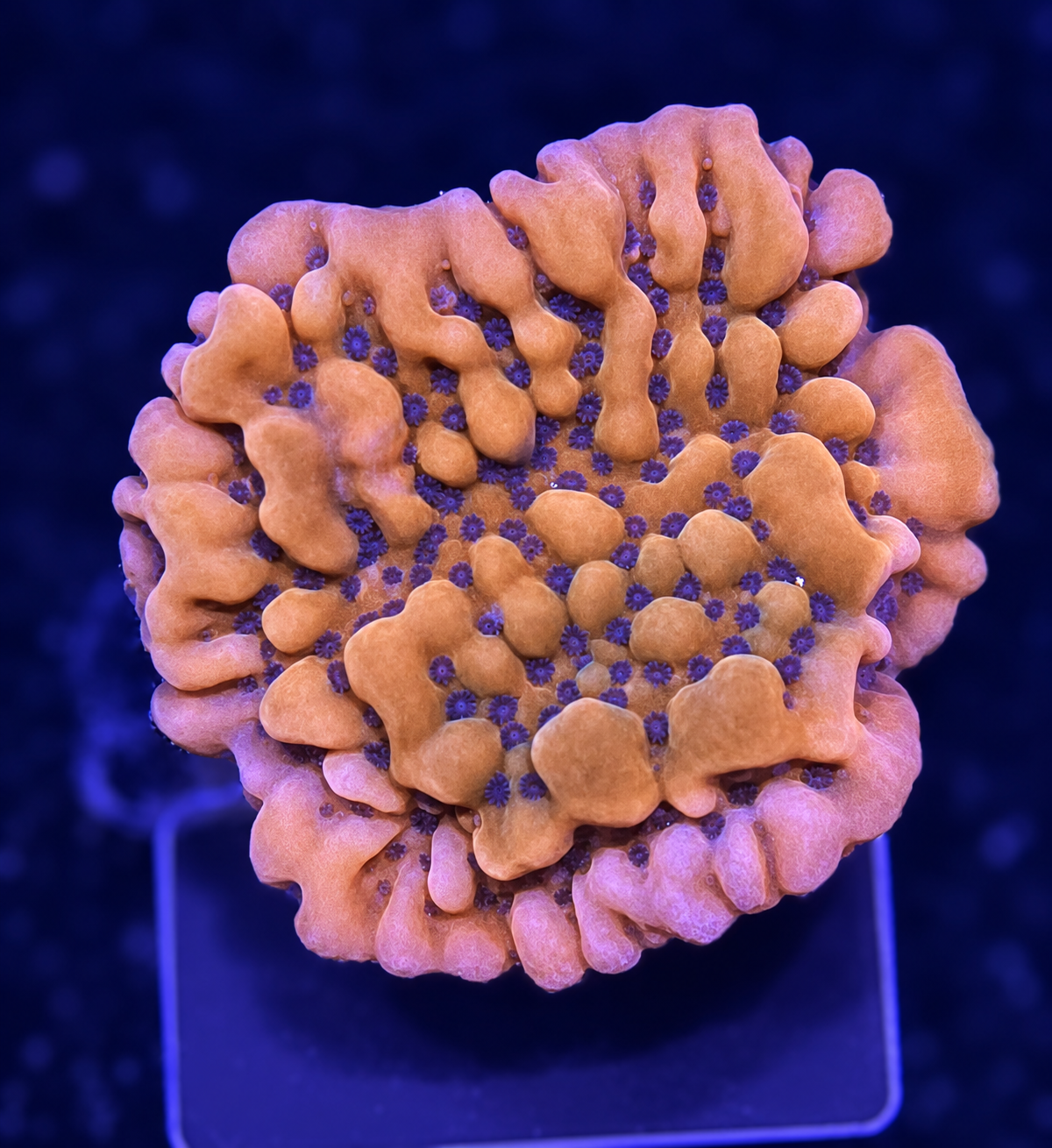 FMC Montipora palawensis Mean Streak