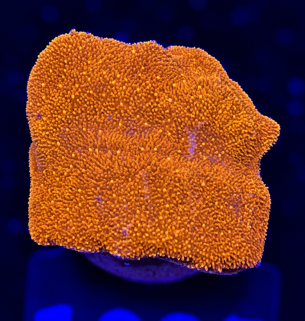 FMC Psammocora orange