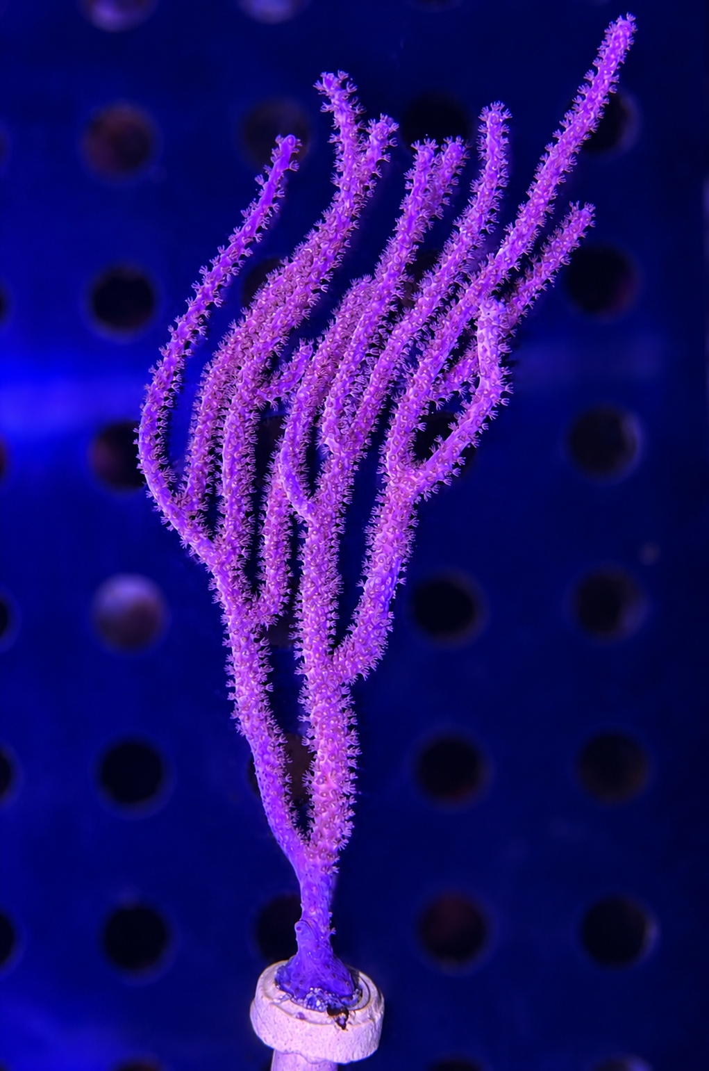 FMC Plexaura homomalla