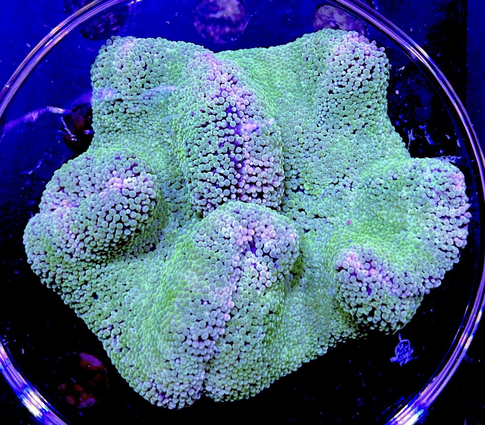 Stichodactyla haddoni - light color Teppichanemone