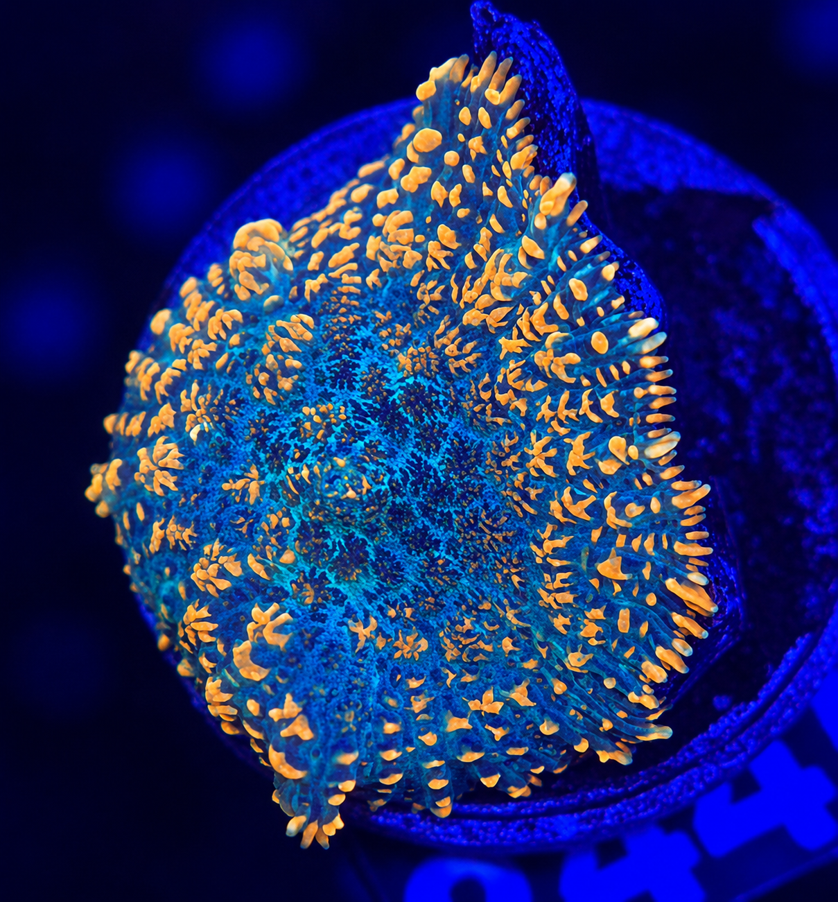 FMC Rhodactis