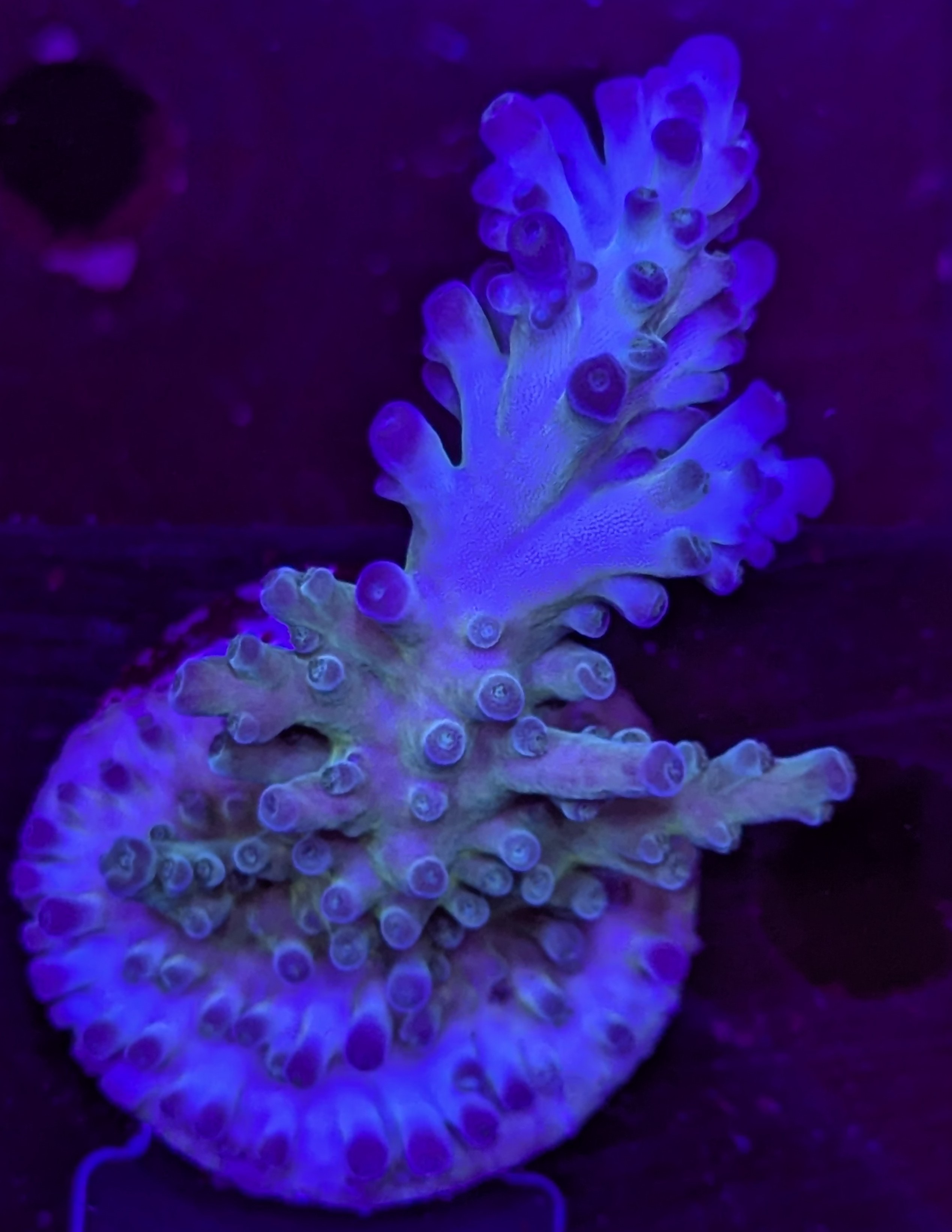 FMC Acropora austera Electric Miyagi