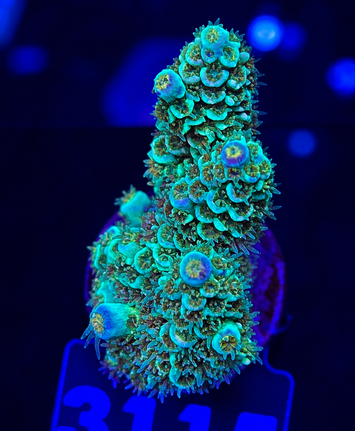 FMC Acropora tenuis