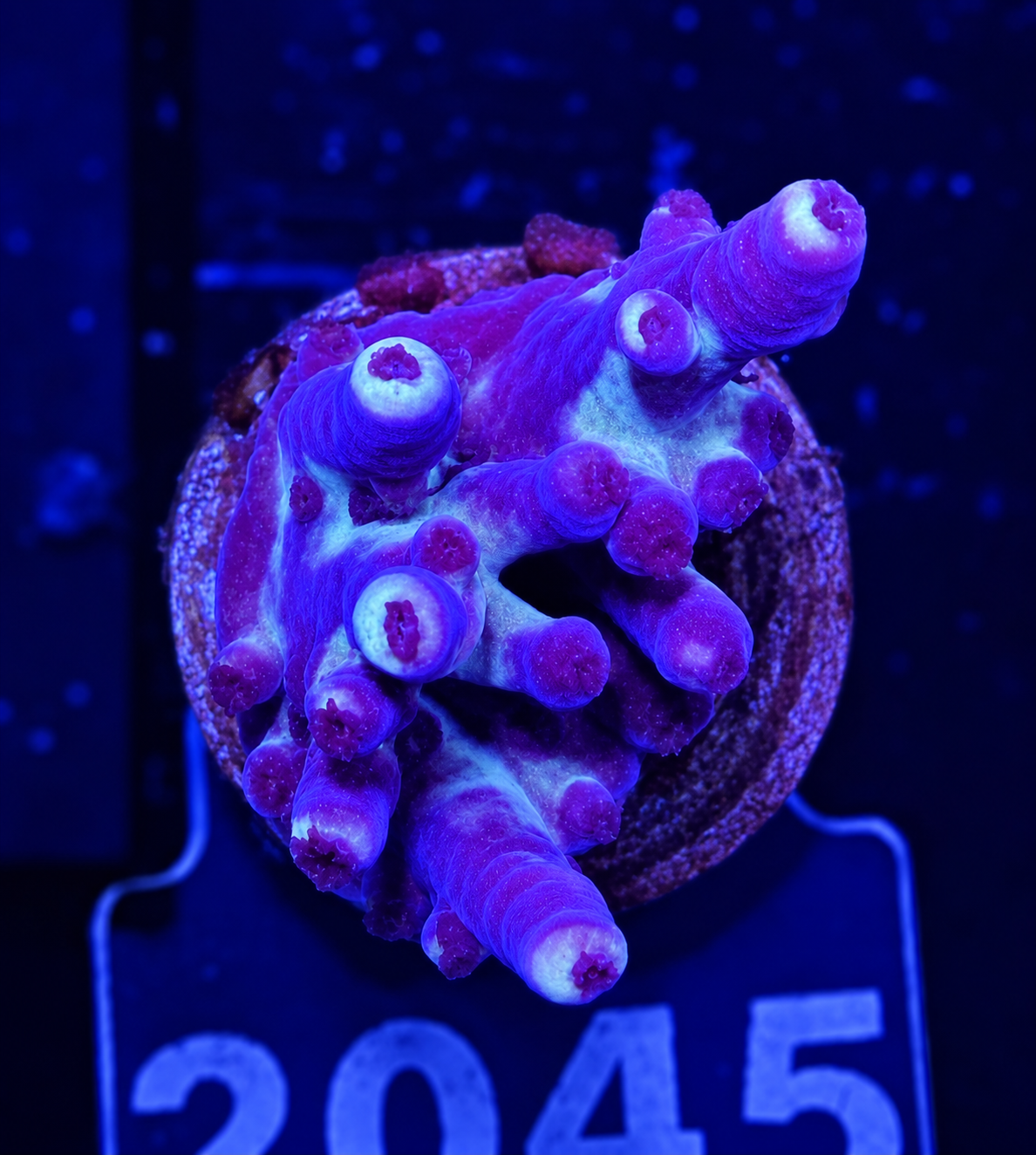 FMC Acropora austera stretched