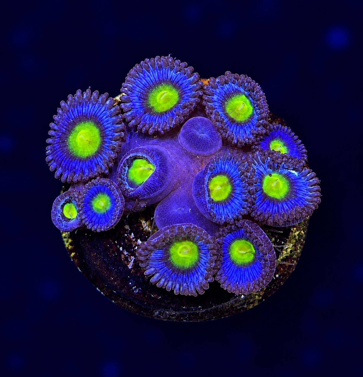 FMC Zoanthus AOI