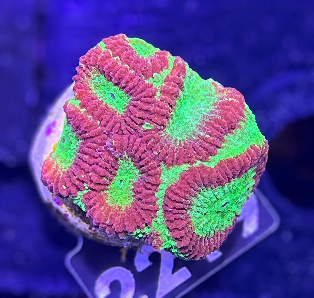 FMC Favia Red Ring