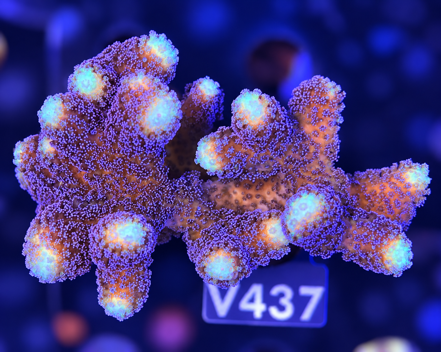 FMC Stylophora Milka L Frag
