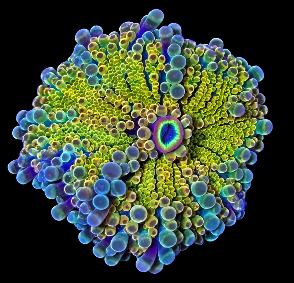 FMC Ricordea yuma multicolor V