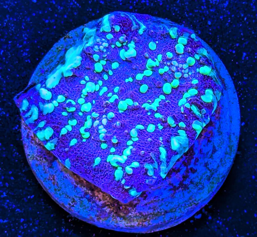 FMC Chalice Acid Rain V
