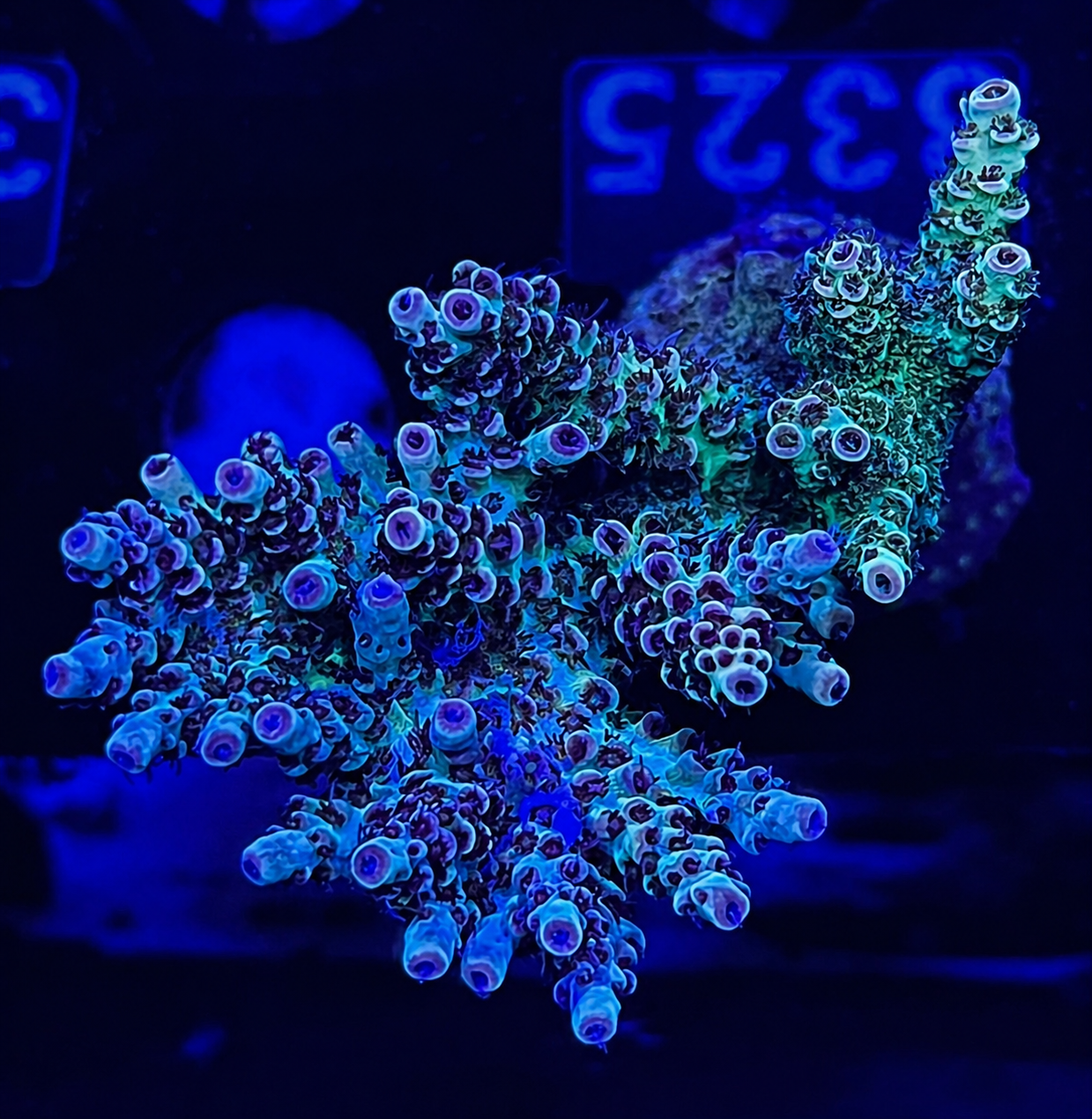FMC Acropora mirabilis
