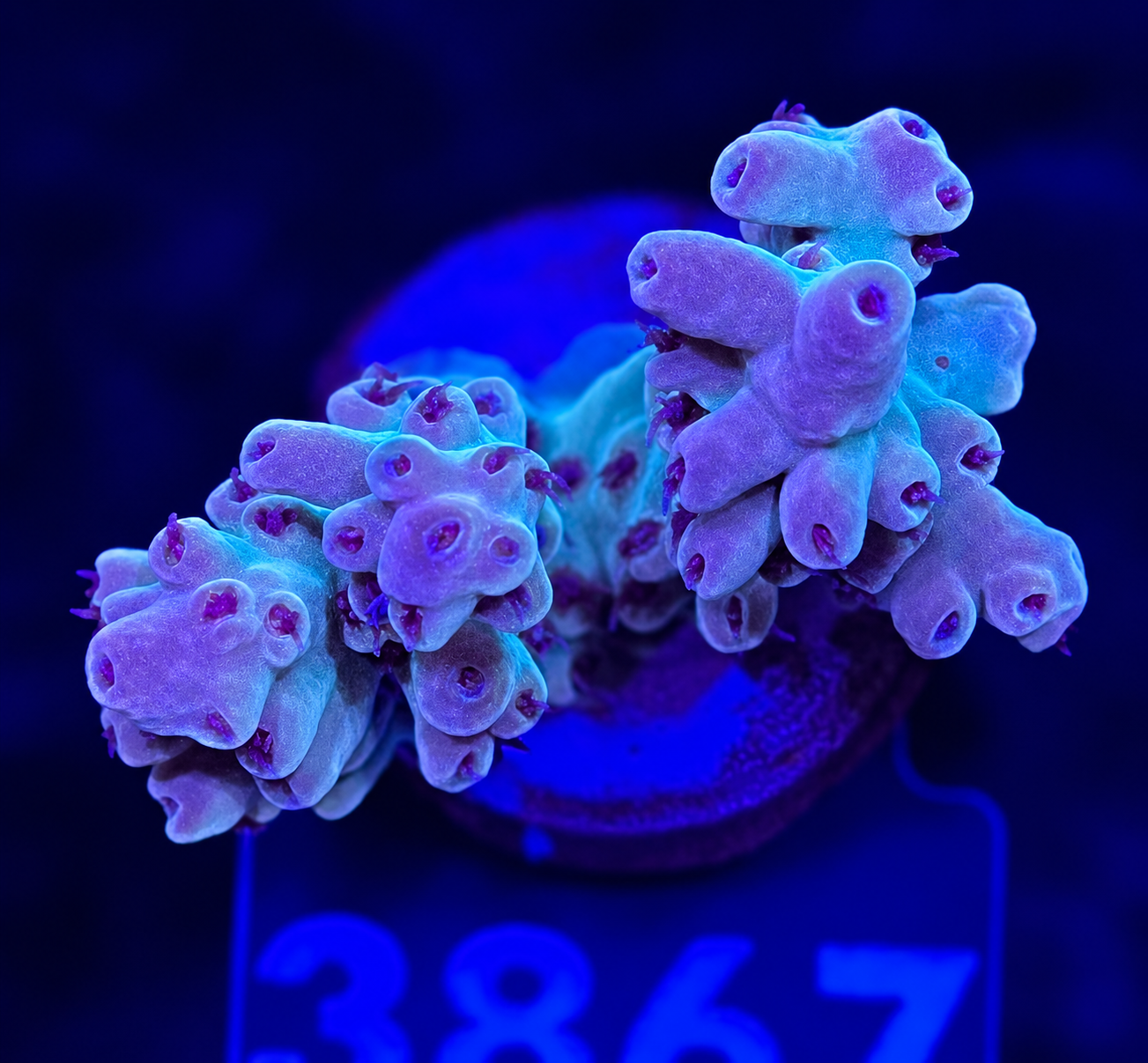 FMC Acropora sp