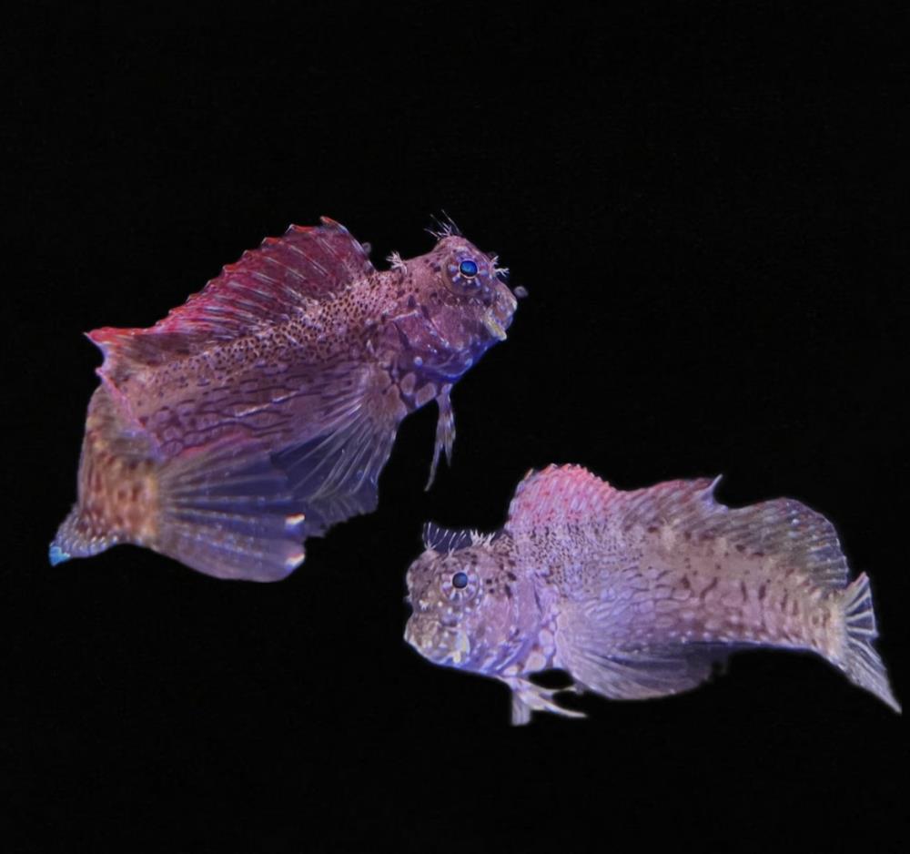 Salarias fasciatus - Juwelen Felshüpfer 5 - 8 cm
