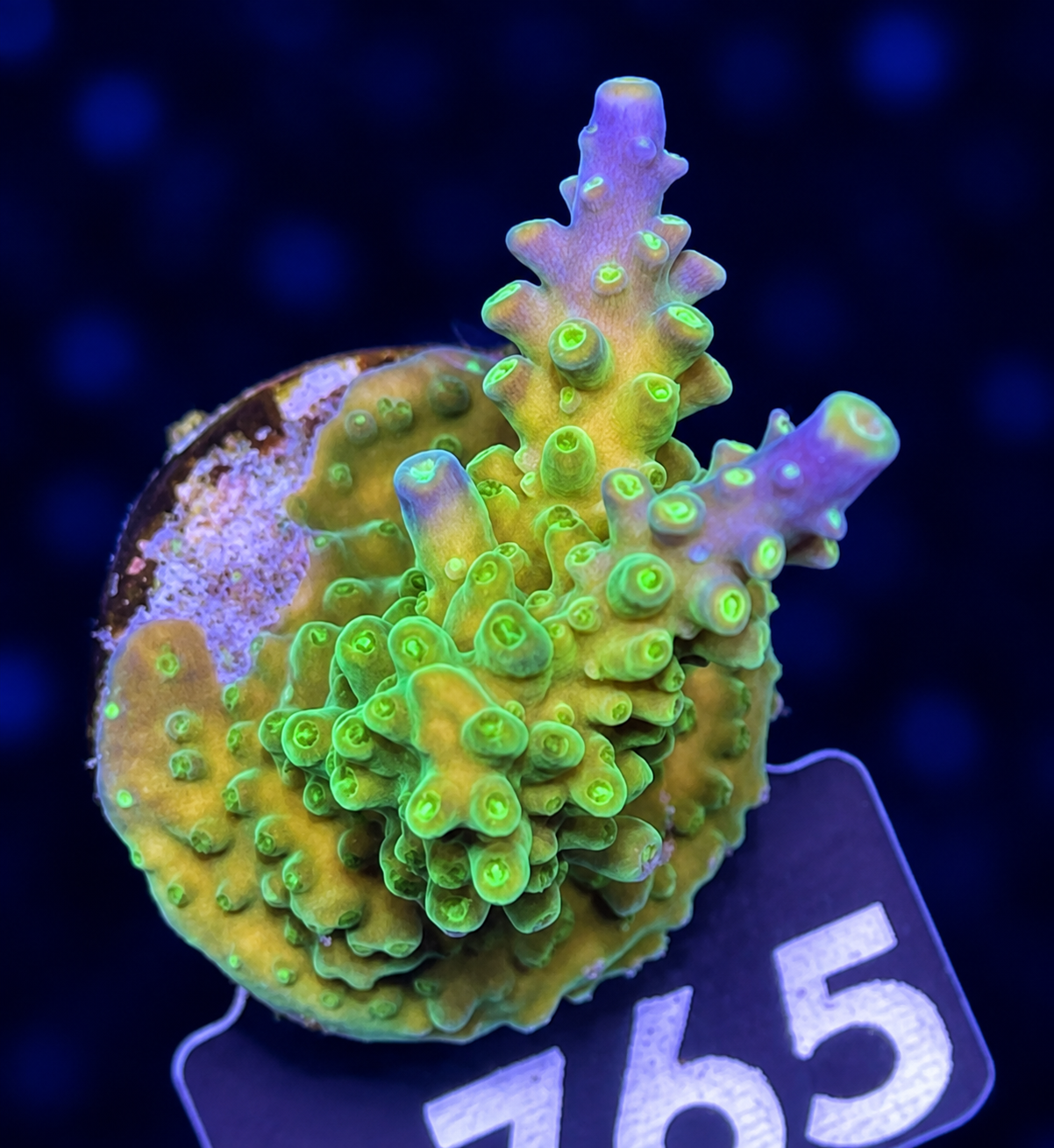 FMC Acropora Valida