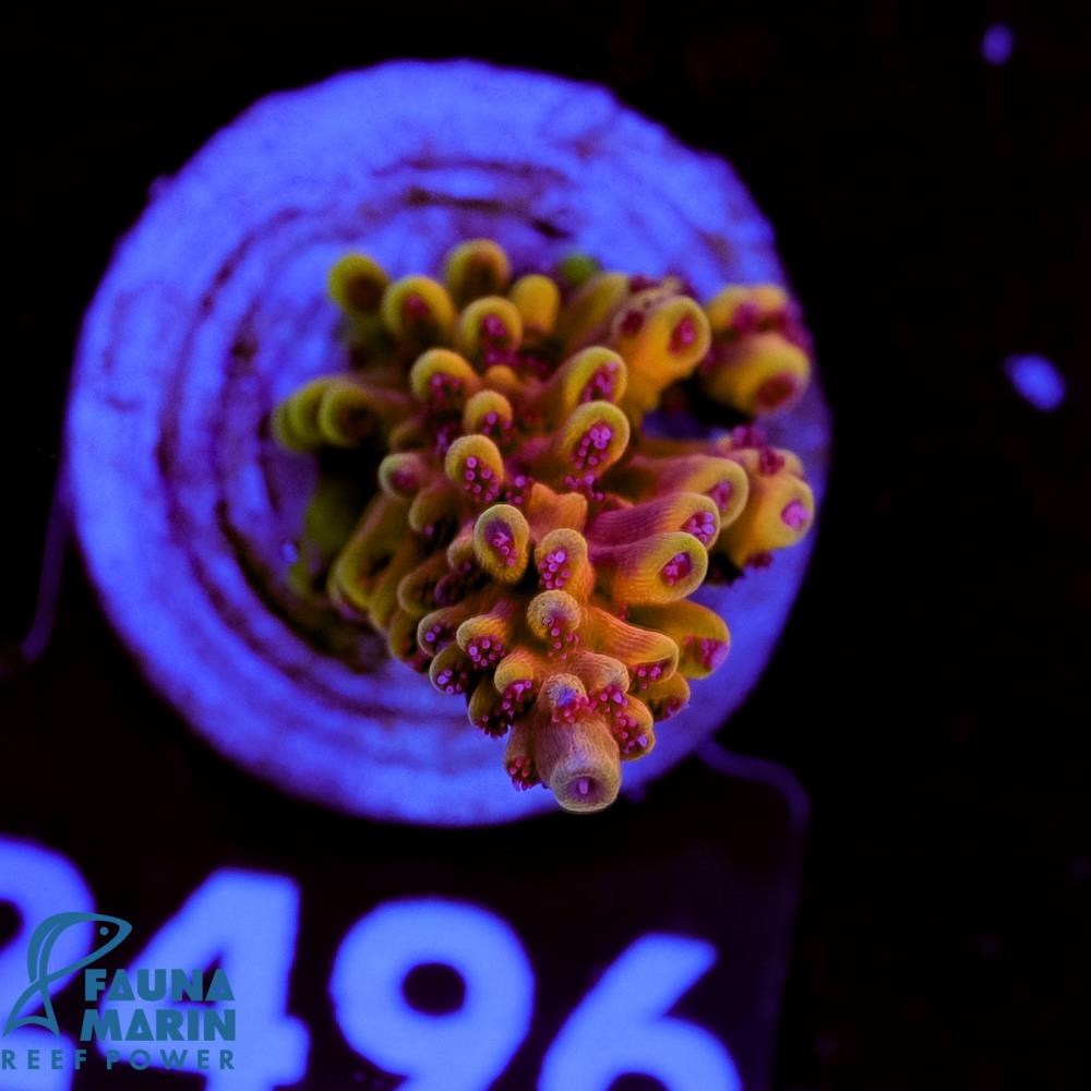 FMC Acropora Dragonsbreath V