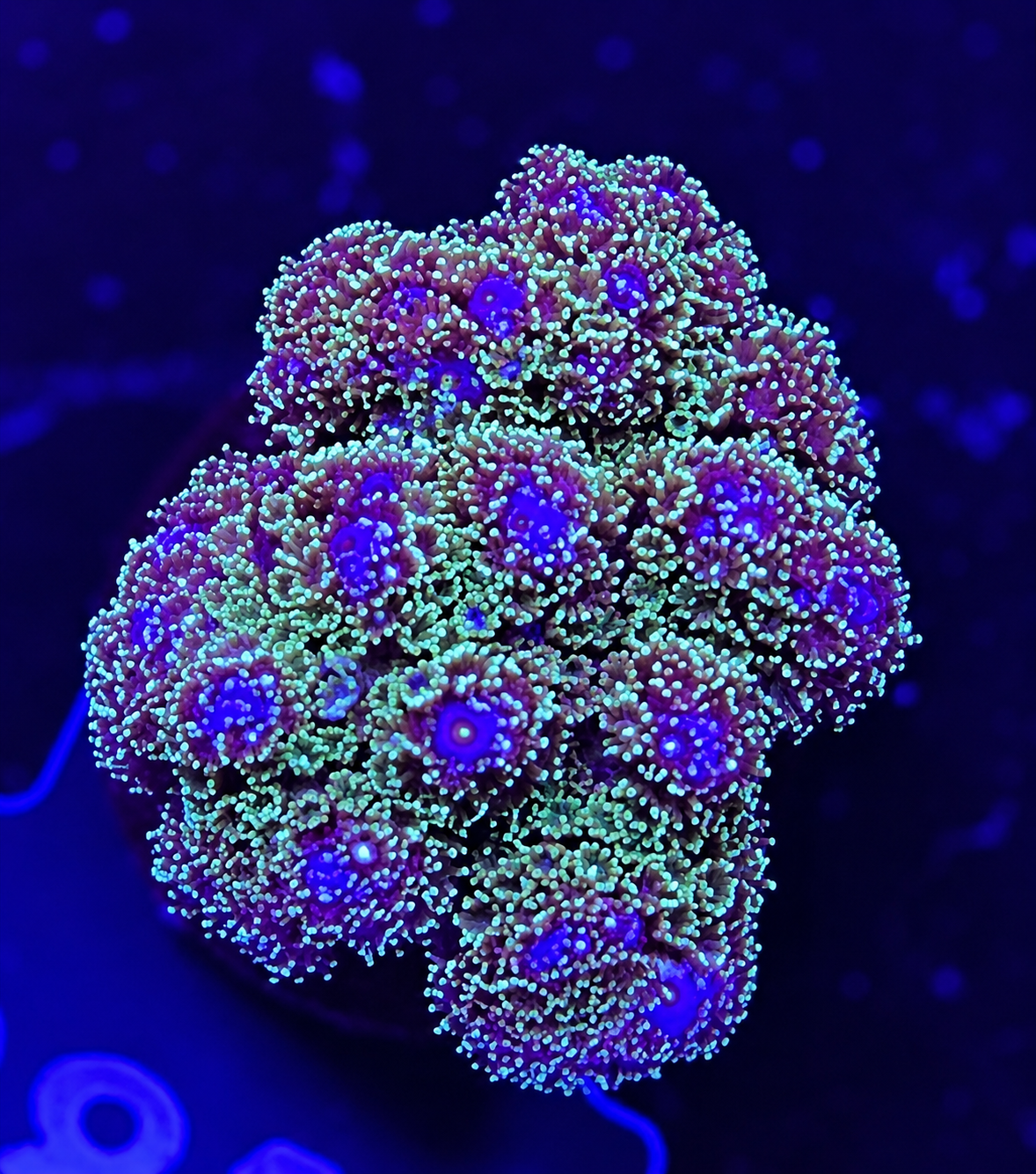 FMC Pocillopora bicolor
