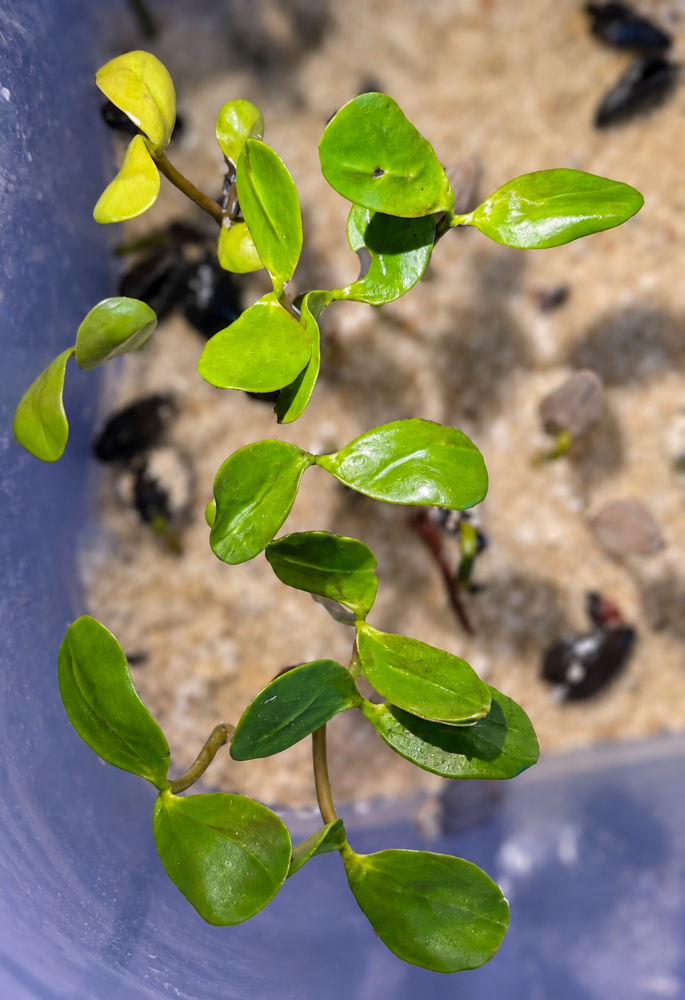 Laguncularia racemosa – Weiße Mangrove