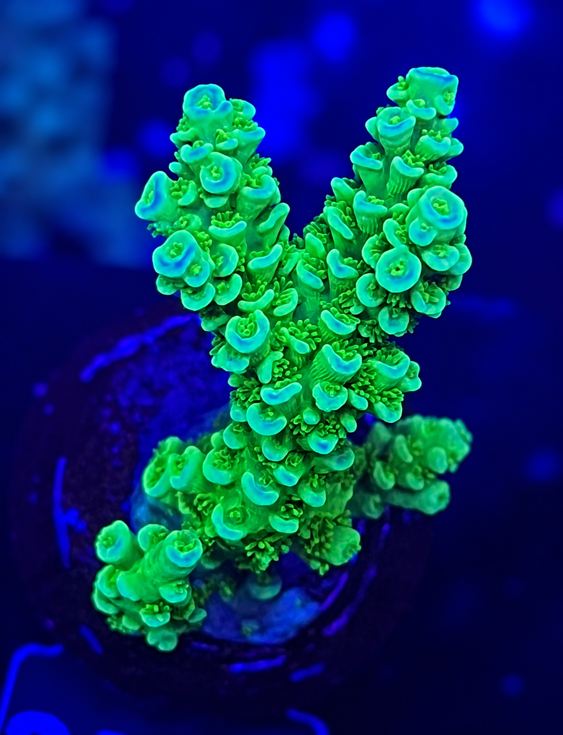 FMC Acropora tenuis yellow green