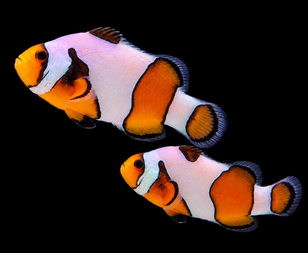 Amphiprion ocellaris - "Gladiator"  NZ