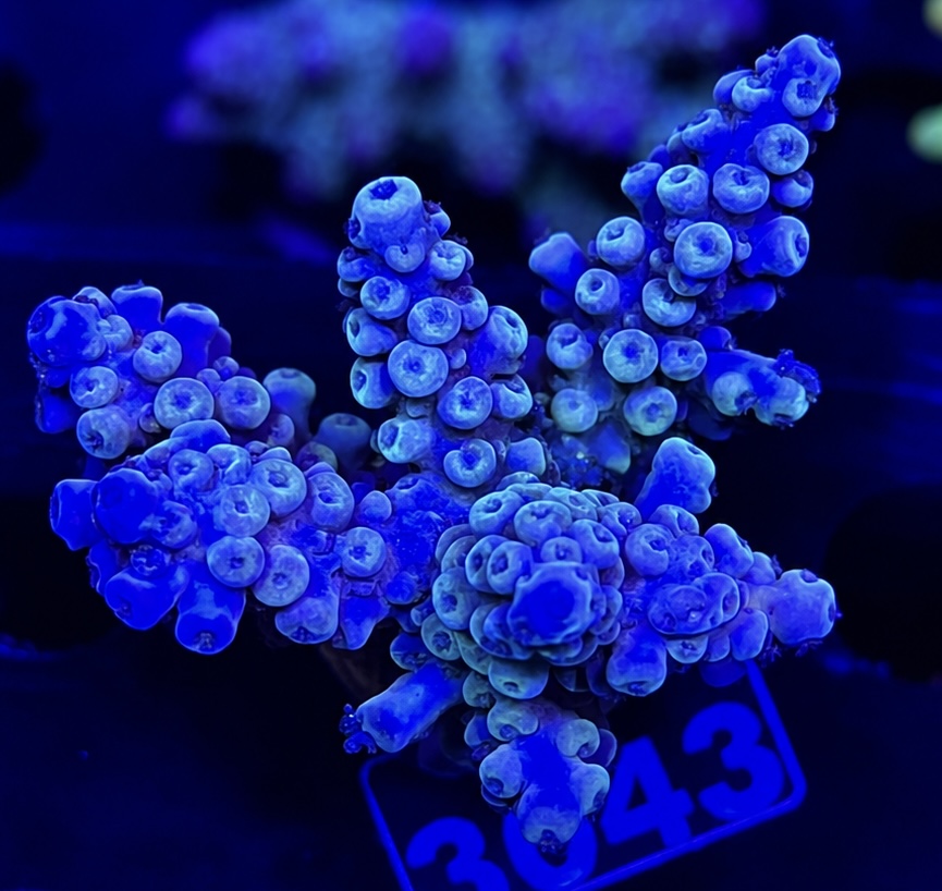 FMC Acropora austera Electric Miyagi