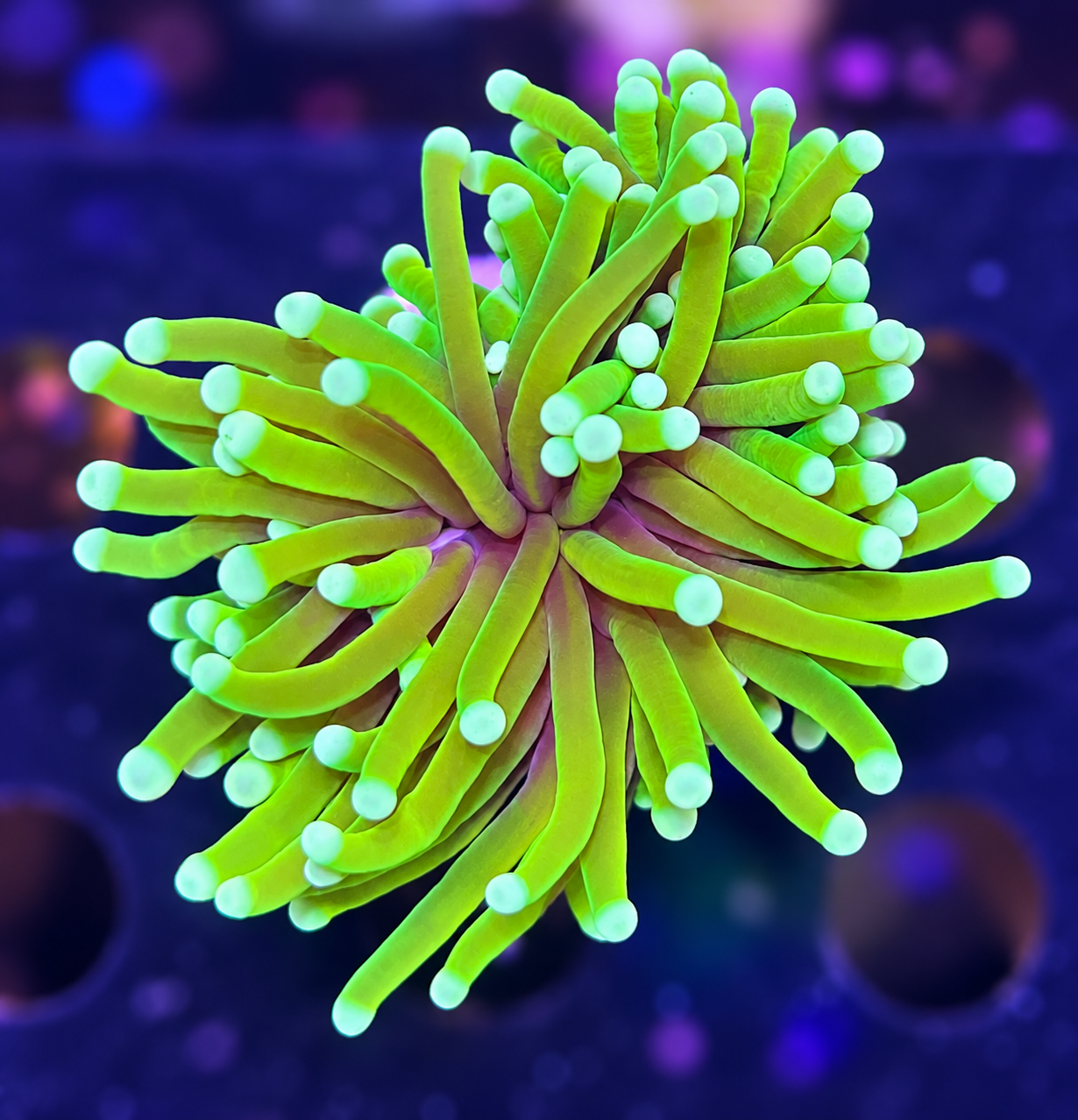 FMC Euphyllia glabrescens Torch