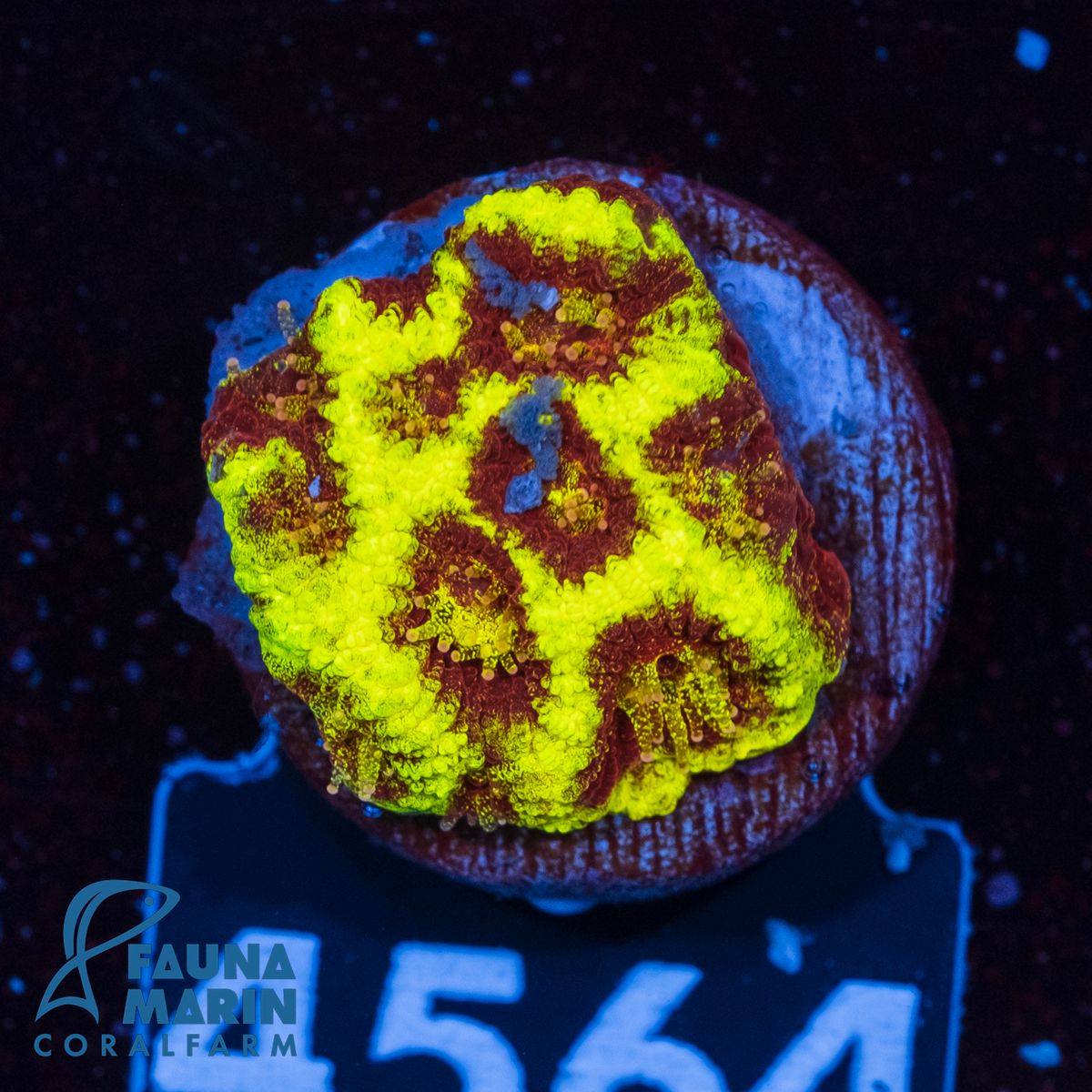FMC Favia Darkmatter V (Filter- + Daylight-Shot!)