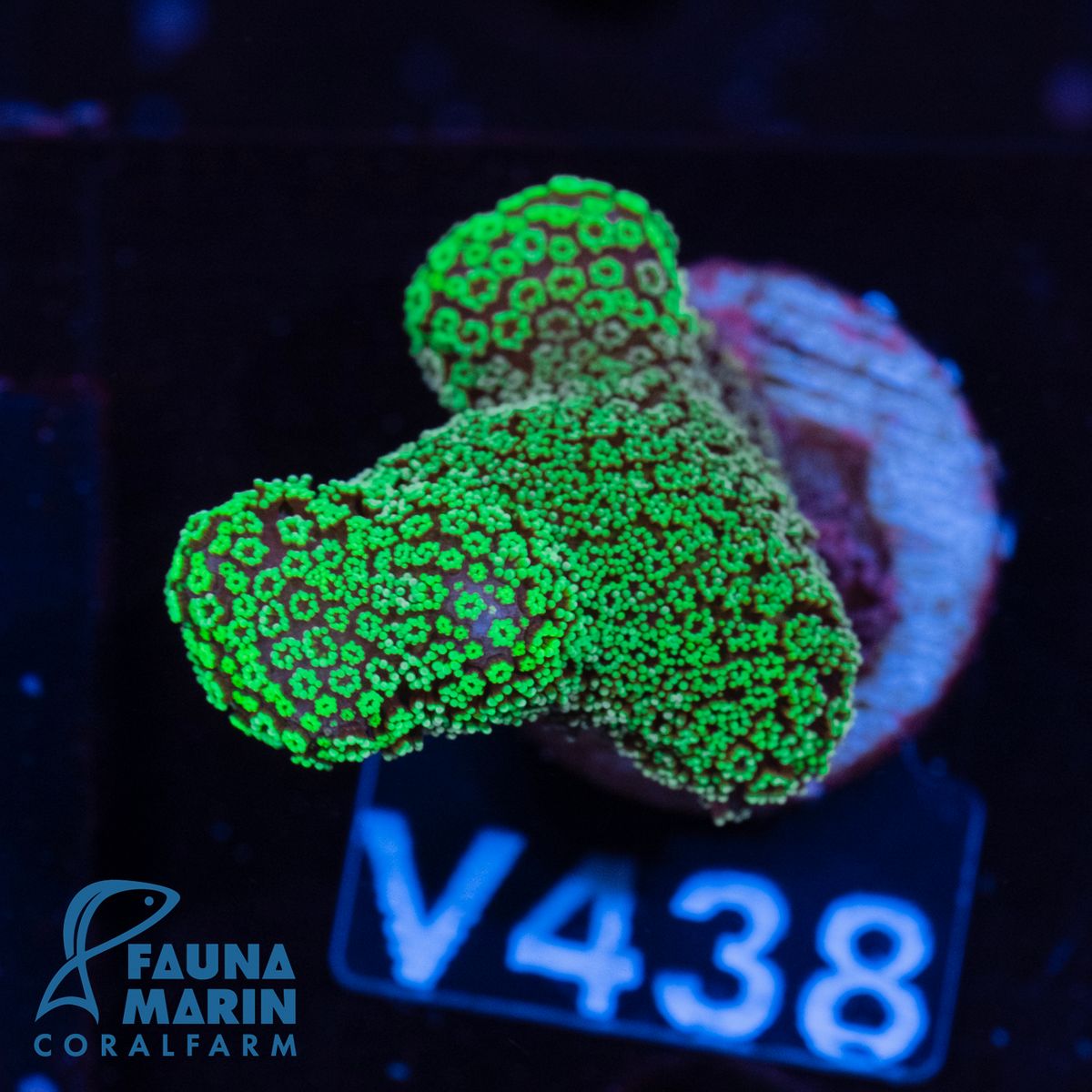FMC Stylophora Dark Green (Filter- + Daylight-Shot picture!)