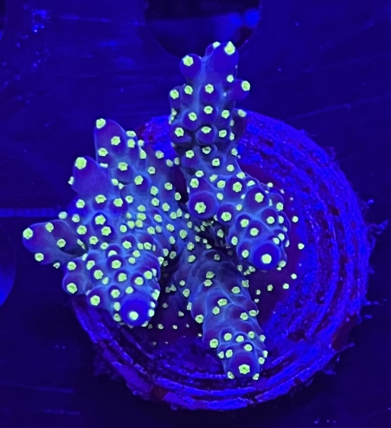 FMC Acropora nana tricolor