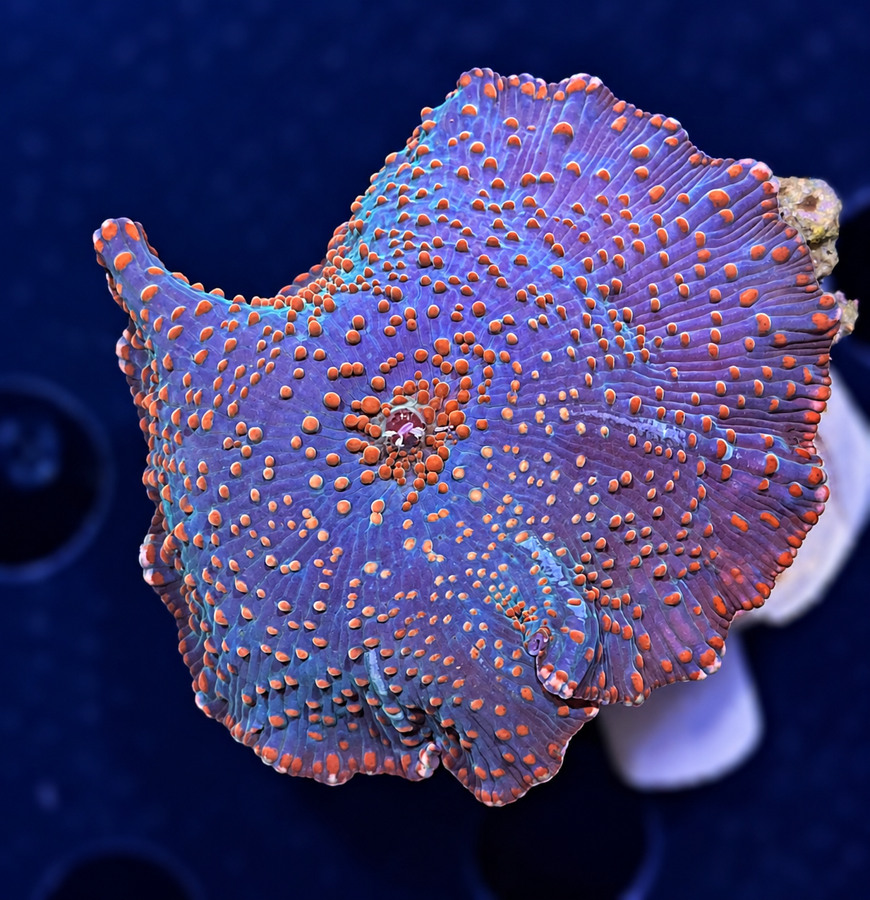 FMC Discosoma orange dots