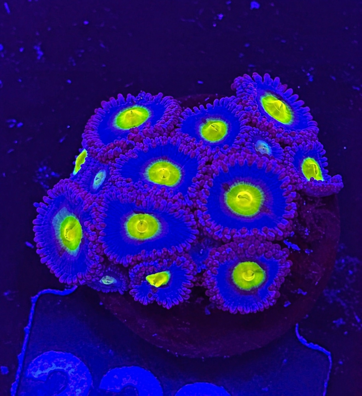 FMC Zoanthus AOI