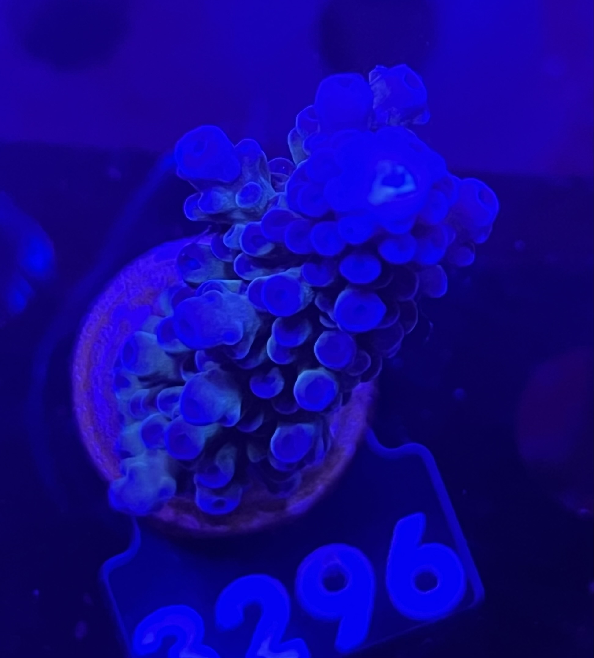 FMC Acropora formosa purple