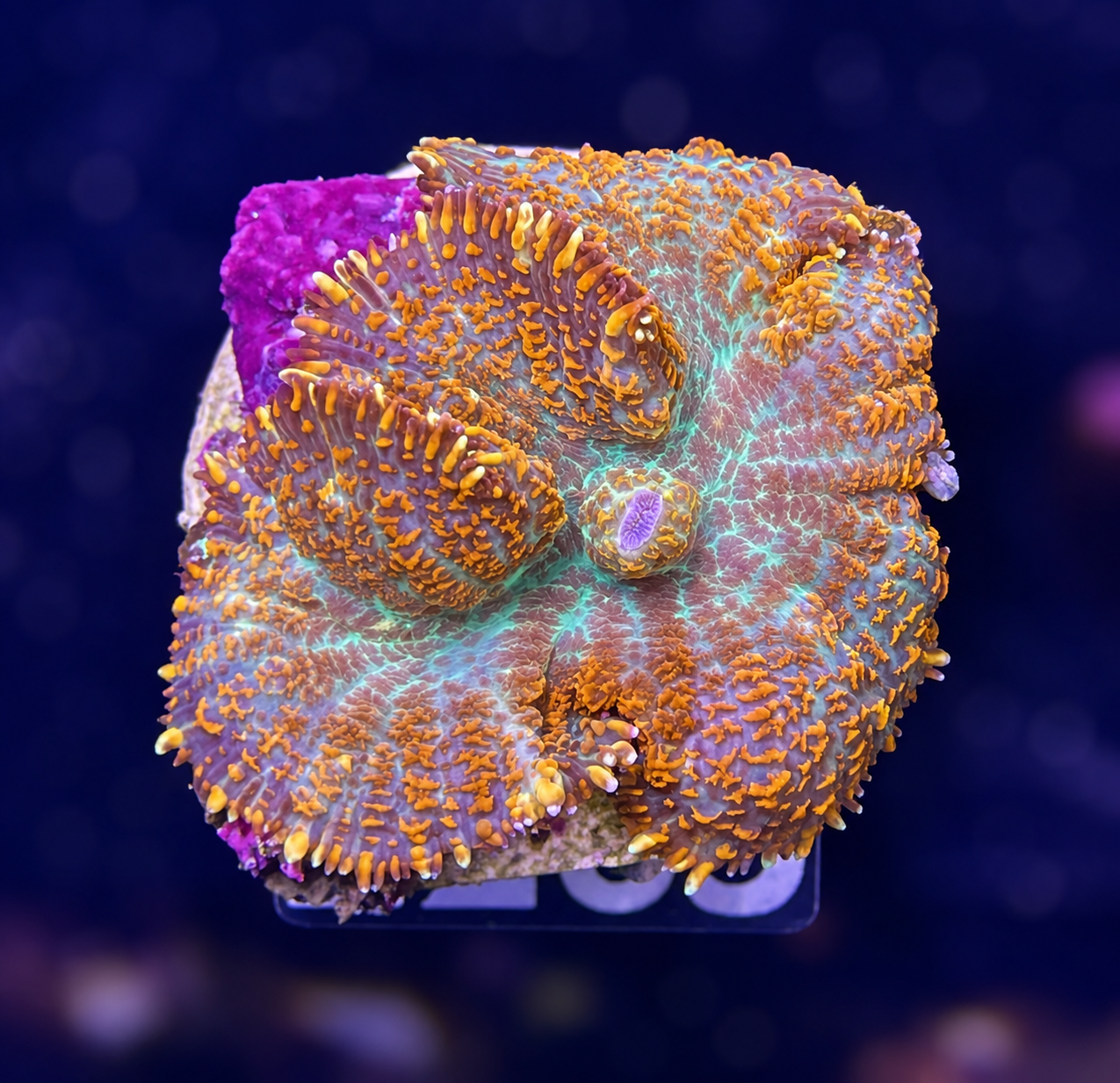 FMC Rhodactis