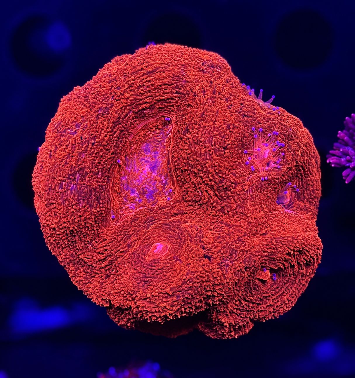 FMC Acanthastrea bowerbanki Blood Red