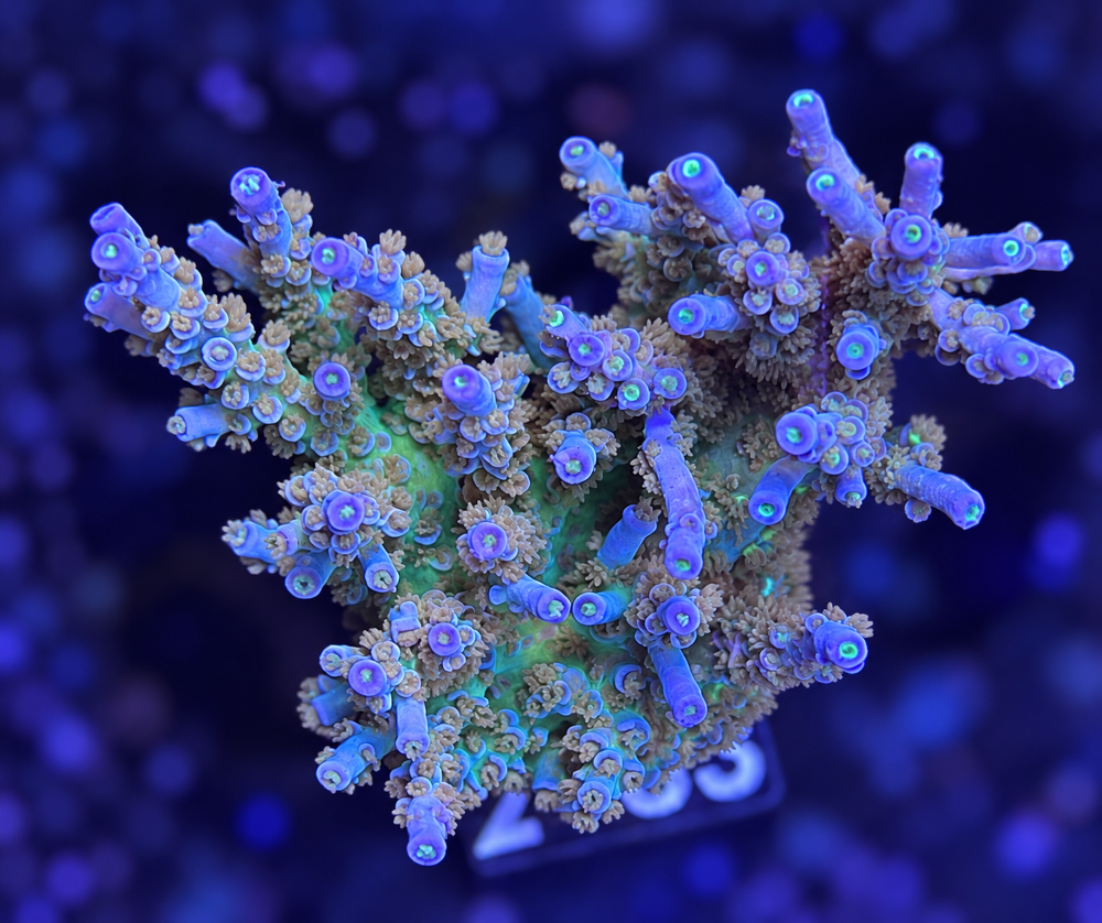 SciReef Acropora kenti Grade 1 MAXX Twin
