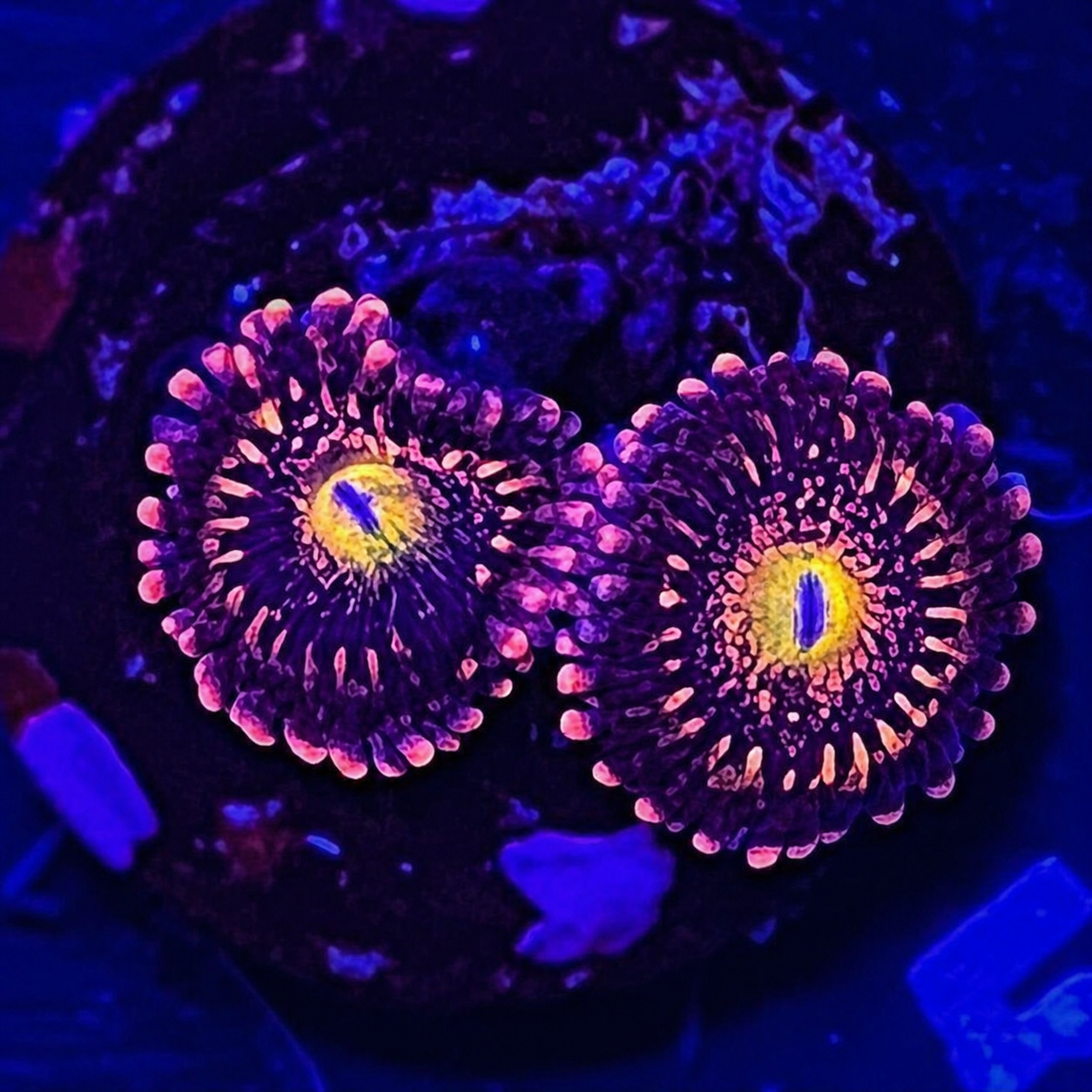 FMC Zoanthus Alien Antivenom
